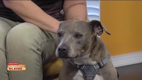 SPCA Tampa Bay | Morning Blend