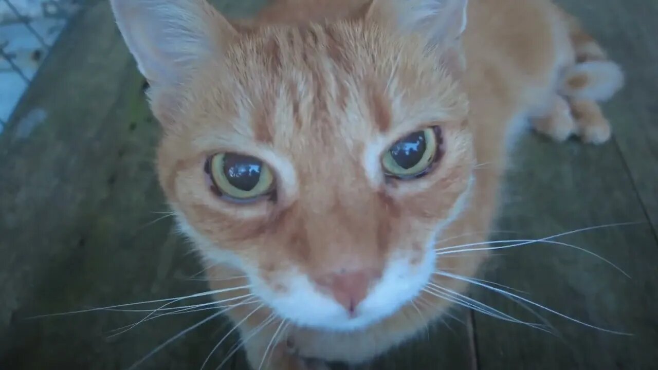 Catio Kitty Lexi the Cat Purring and getting pets: ASMR Therapy for Stress Relief (4K)