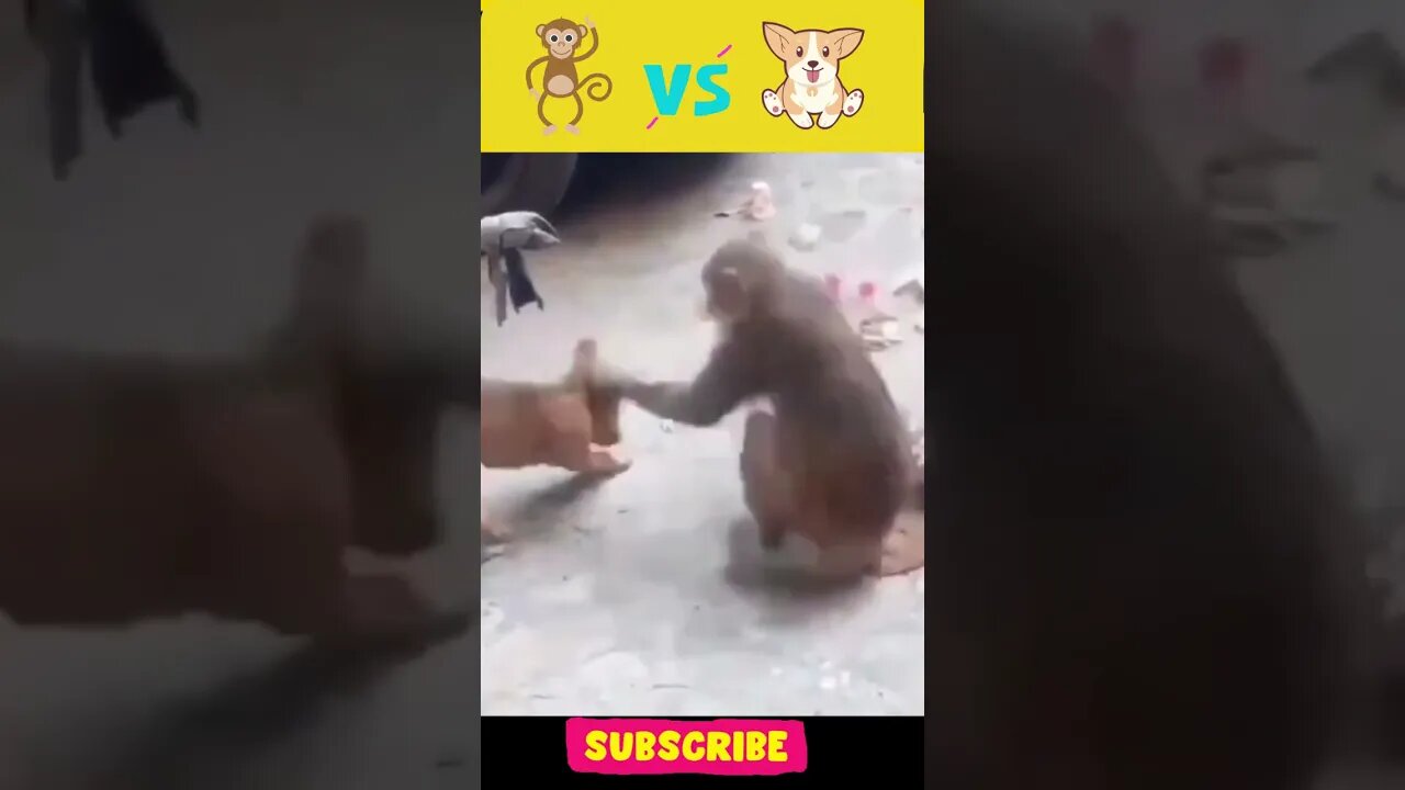 Funny Dog 🐶 Vs Monkey 🐒