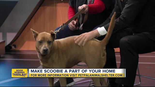 Pet of the week: 8-year-old Scoobie wants a comfy couch for her retirement years