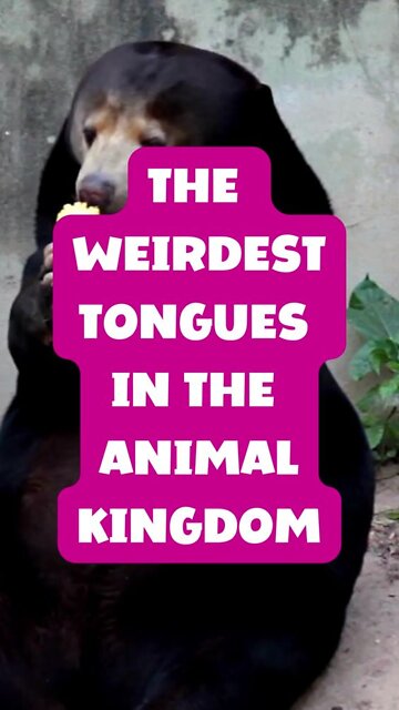 The Weirdest tongues in the animal kingdom
