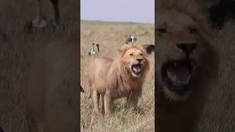 Lion Displays Flehmen Grimace | #shorts #creativitydecoded