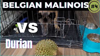 Belgian Malinois Vs durian fruit