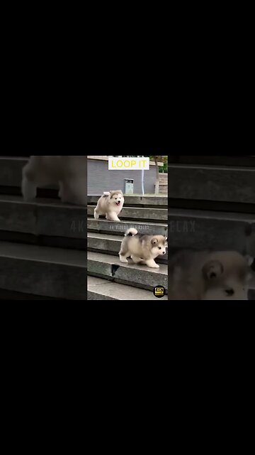 Funniest Animals 2023 - funniest animals 2023 😂 funny cats and dogs 🐱🐶 | funny animal videos