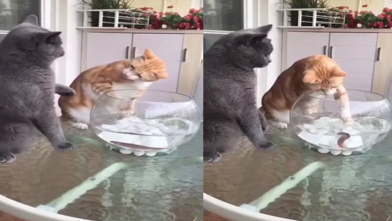 two cats fighting over fish, cute animals