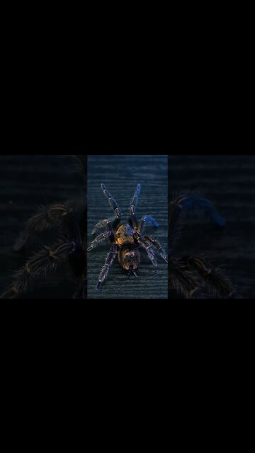 Bonnetina cyaneifemur, also known as the Mexican Blue Femur tarantula 🕷💙🖖