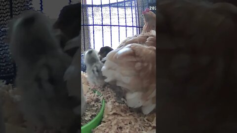 Baby chicks emerge from under mumma hen