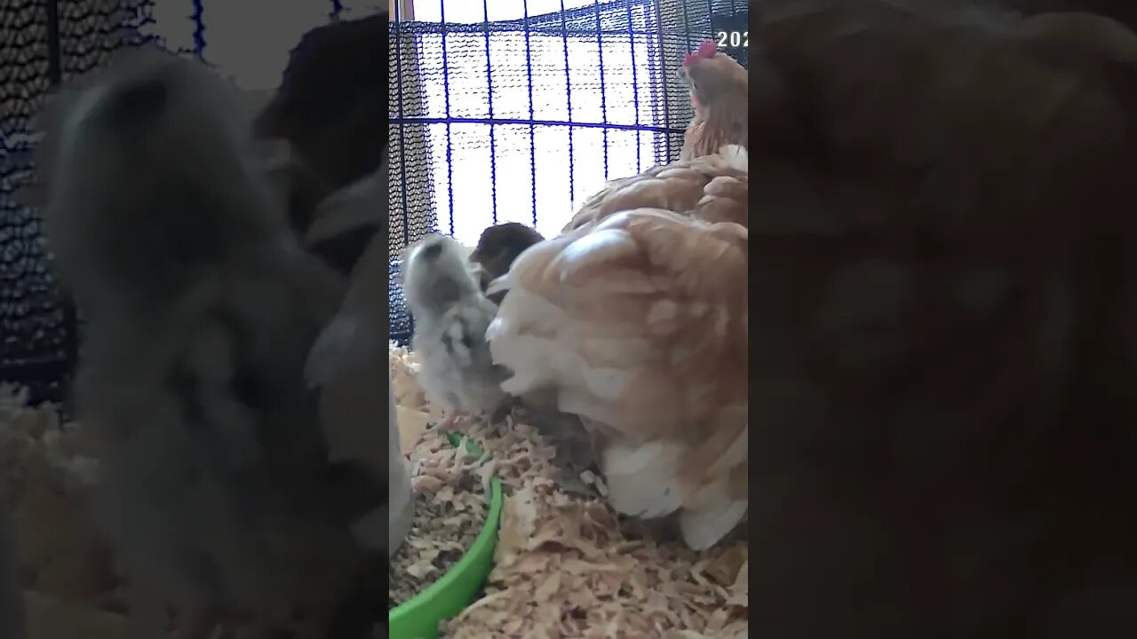 Baby chicks emerge from under mumma hen