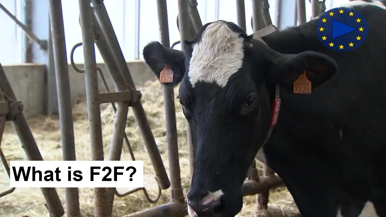 Farm to Fork: EU Dairy Sector & Local Dairy Products | InfoClip
