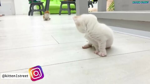 Kitten Willie teaches his sister to run