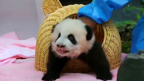 Cute Baby Panda Speaks to Nanny and Complains. Funny Baby Panda.