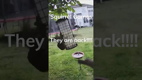 Squirrels - You Won't Believe What They're Up To Now! #shorts