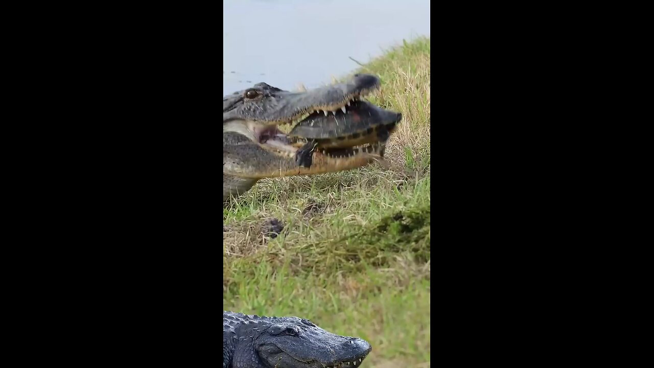 crocodile try to eat turtle