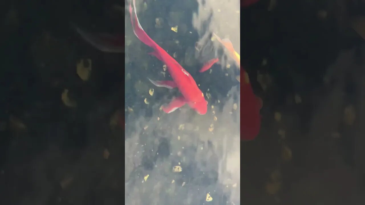 Watch the Fish Swimming!