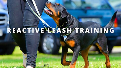 Leash reactive dog training- Dog reactivity training