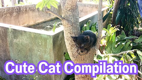 Cute Cat Compilation
