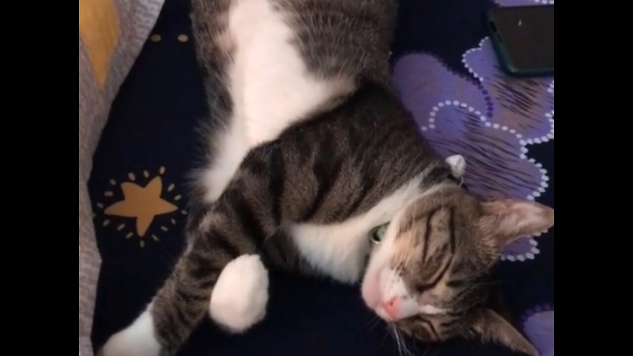 His lovely little cat while sleeping