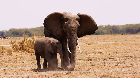 Protecting Kenya's Elephants | Our Frozen Planet | BBC Earth