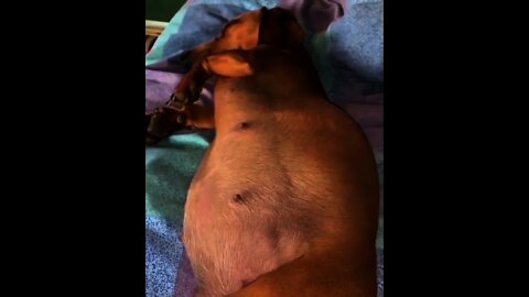 Can you see it's baby inside her | #Shorts #animal #Dog