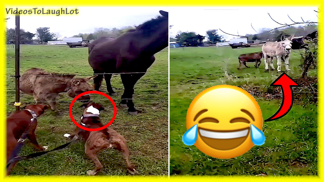 Poor Dog gets Shocked And Donkey Laughs At Him😂⚡