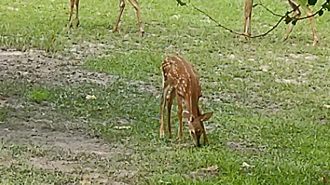 Buck, Doe n Fawns all together