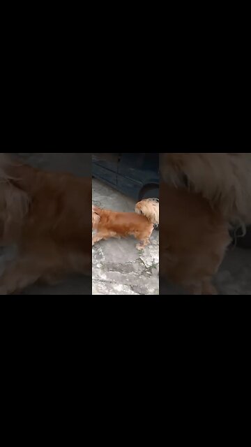 #dogshiw , #animals , #dogs , #shorts