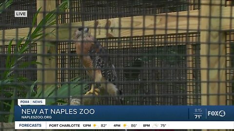 Naples Zoo new babies
