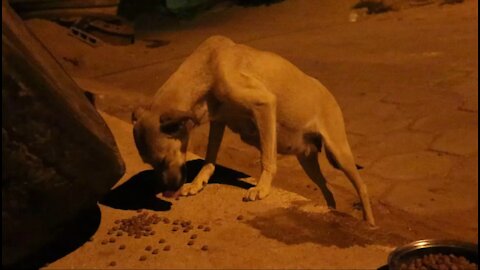 CACHORRA DE RUA
