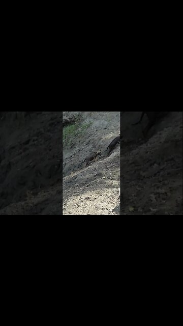 Маленькие собаки первые купаются на реке