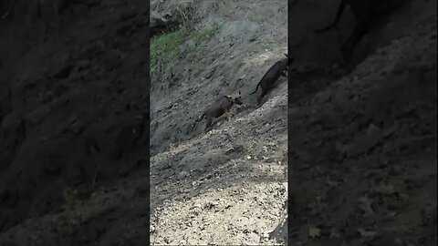 Маленькие собаки первые купаются на реке