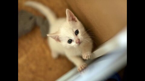 Os Gatos Mais Engraçados da internet