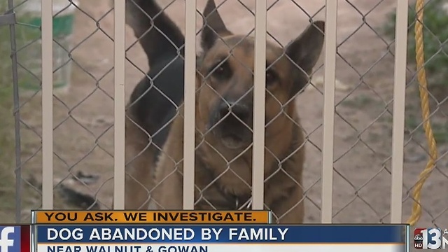 Dog left behind when tenants move out