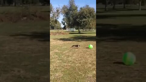 Dog yeeted himself