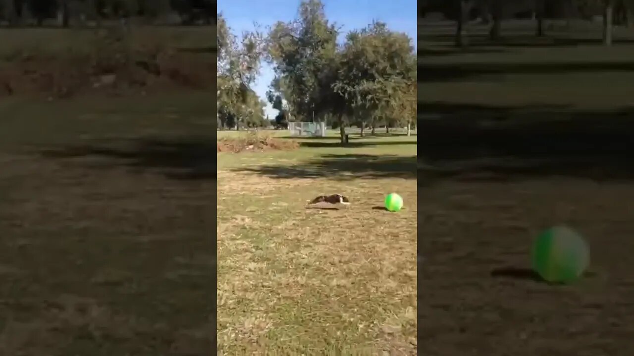 Dog yeeted himself