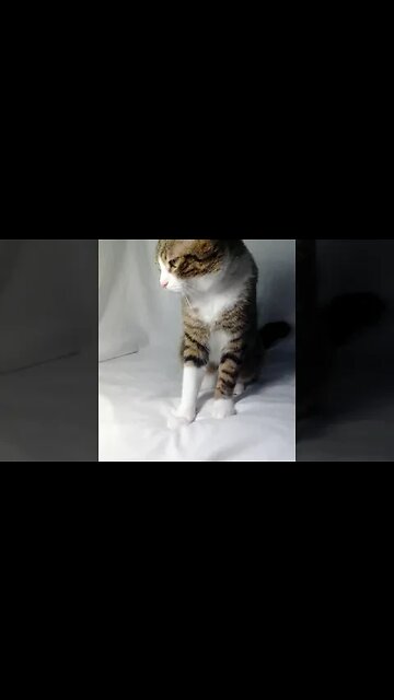 A Cat with White Paws #shorts