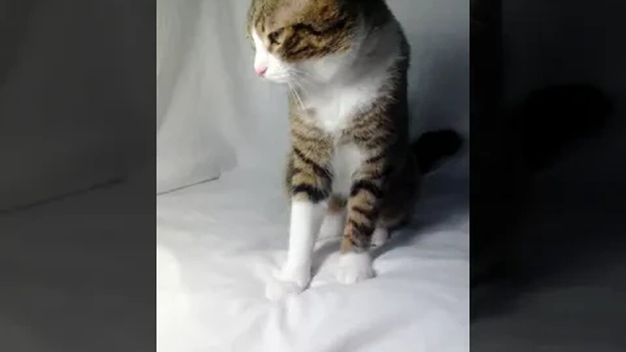 A Cat with White Paws #shorts