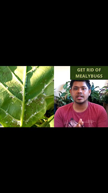 Get Rid of Mealybugs on Houseplants Fast | Trailer |