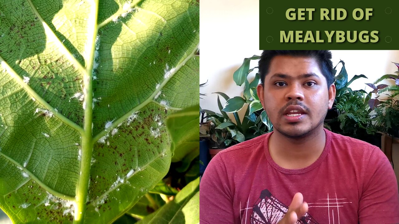 Get Rid of Mealybugs on Houseplants Fast | Trailer |