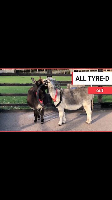 Charity that encourages donkeys to play together film two furry friends happily sharing a tyre
