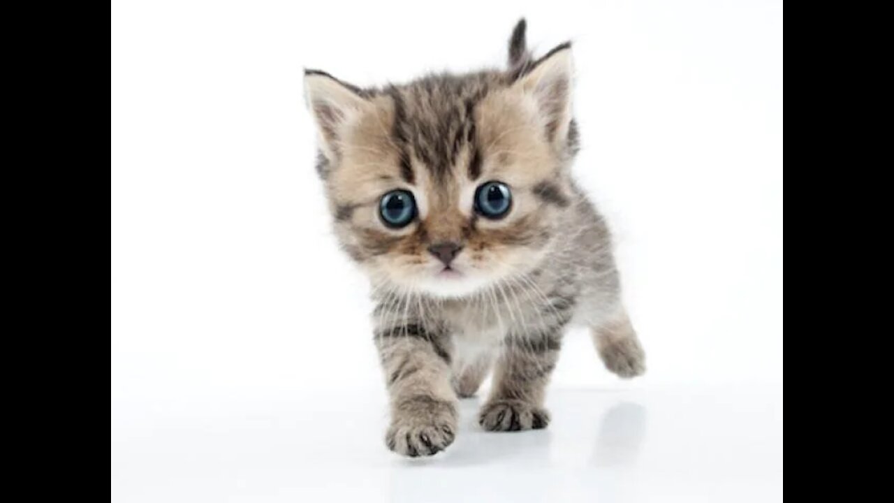 Cute Cats Doing Funny Things - Cutest Cats In The World