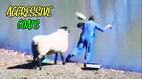 When Aggressive Goats Go On A Rampage |