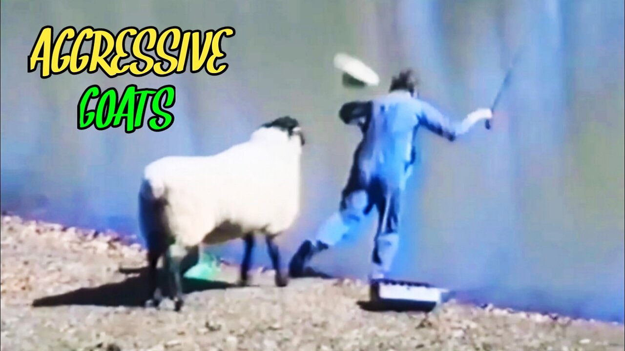 When Aggressive Goats Go On A Rampage |