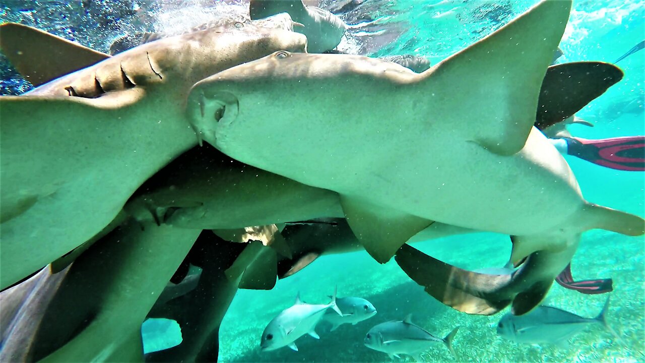 Swimmers mingle with sharks and stingrays during feeding frenzy