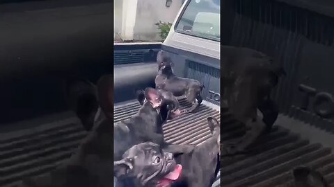 Cutest French bulldog puppies #doglover #puppies #shorts #youtube #cute #frenchbulldog
