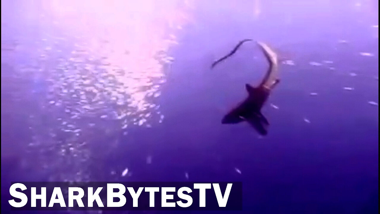 Shark Bytes TV Ep 17, Searching for the Rare Thresher - Submarine Sharks Caught on Camera