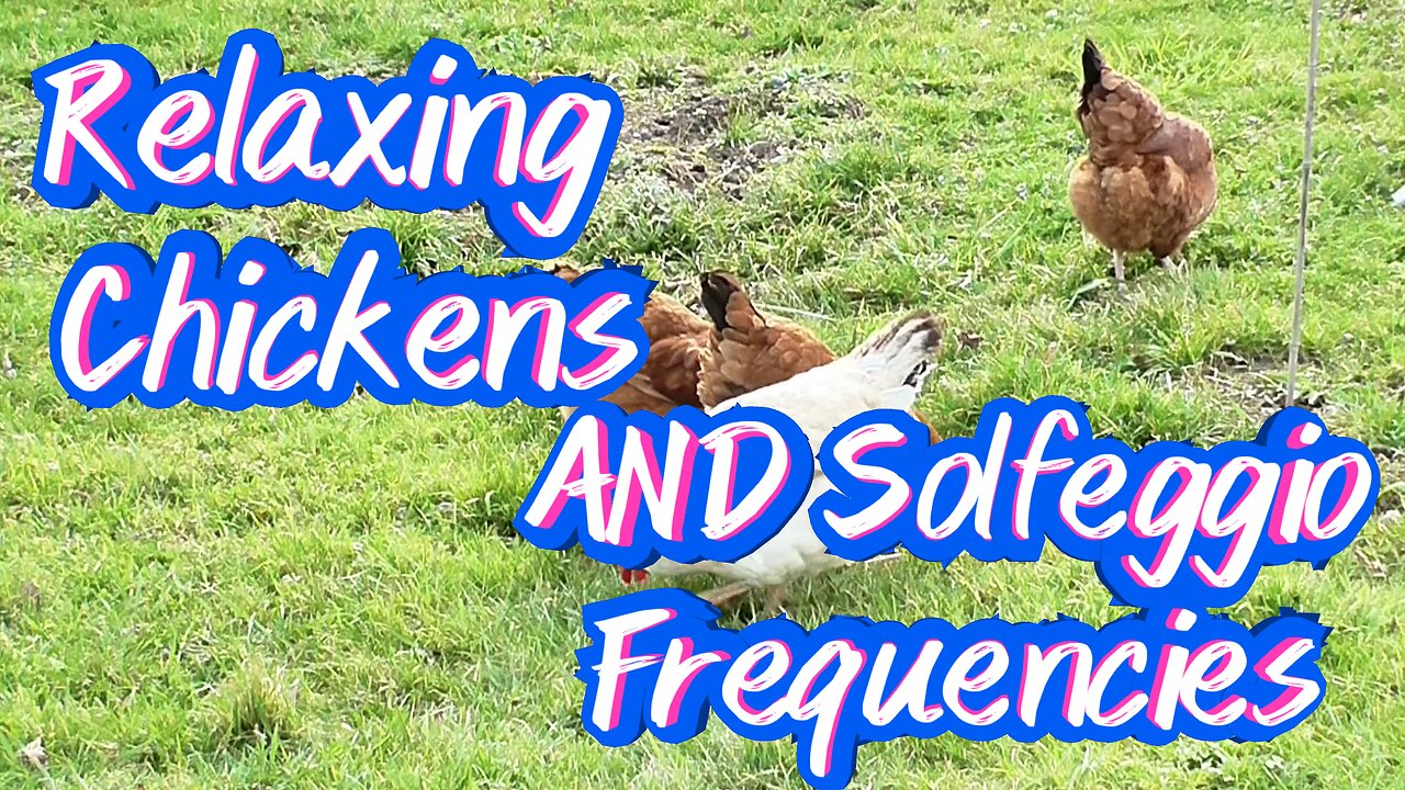 Relaxing Chickens AND Healing Solfeggio Music!!!