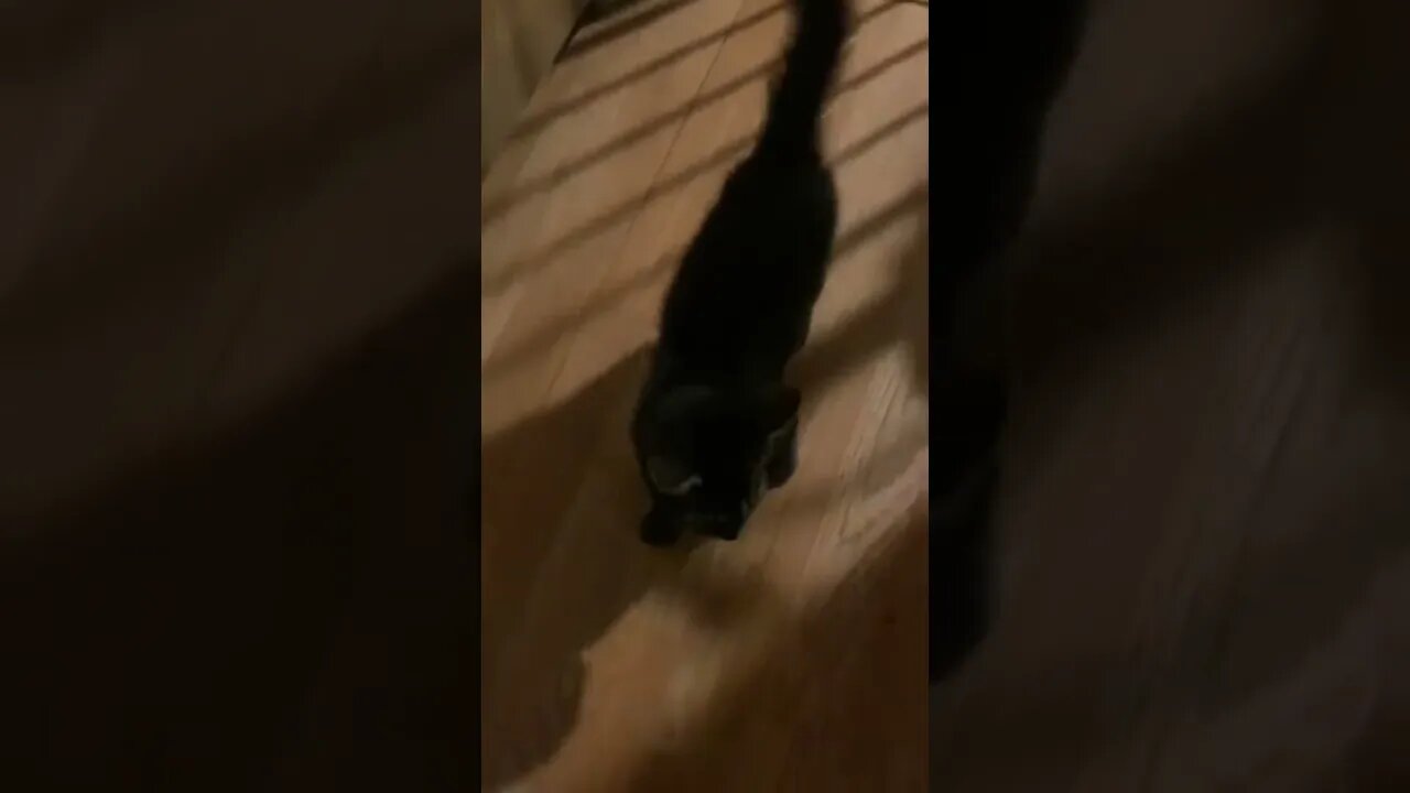 Dog Scared The Cat? 🤣