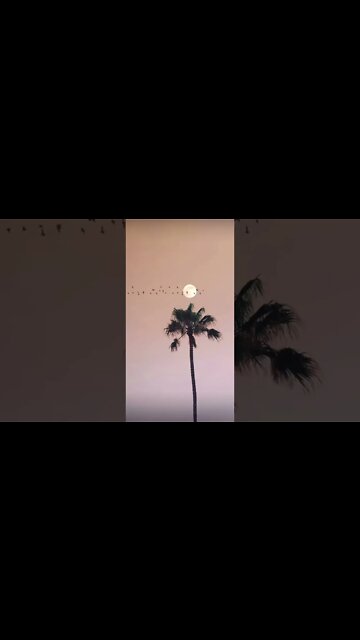 #nature #naturelovers 🌴