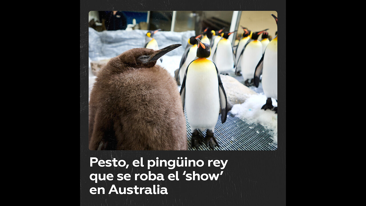 Pesto, el polluelo de pingüino rey que pesa tanto como sus padres juntos