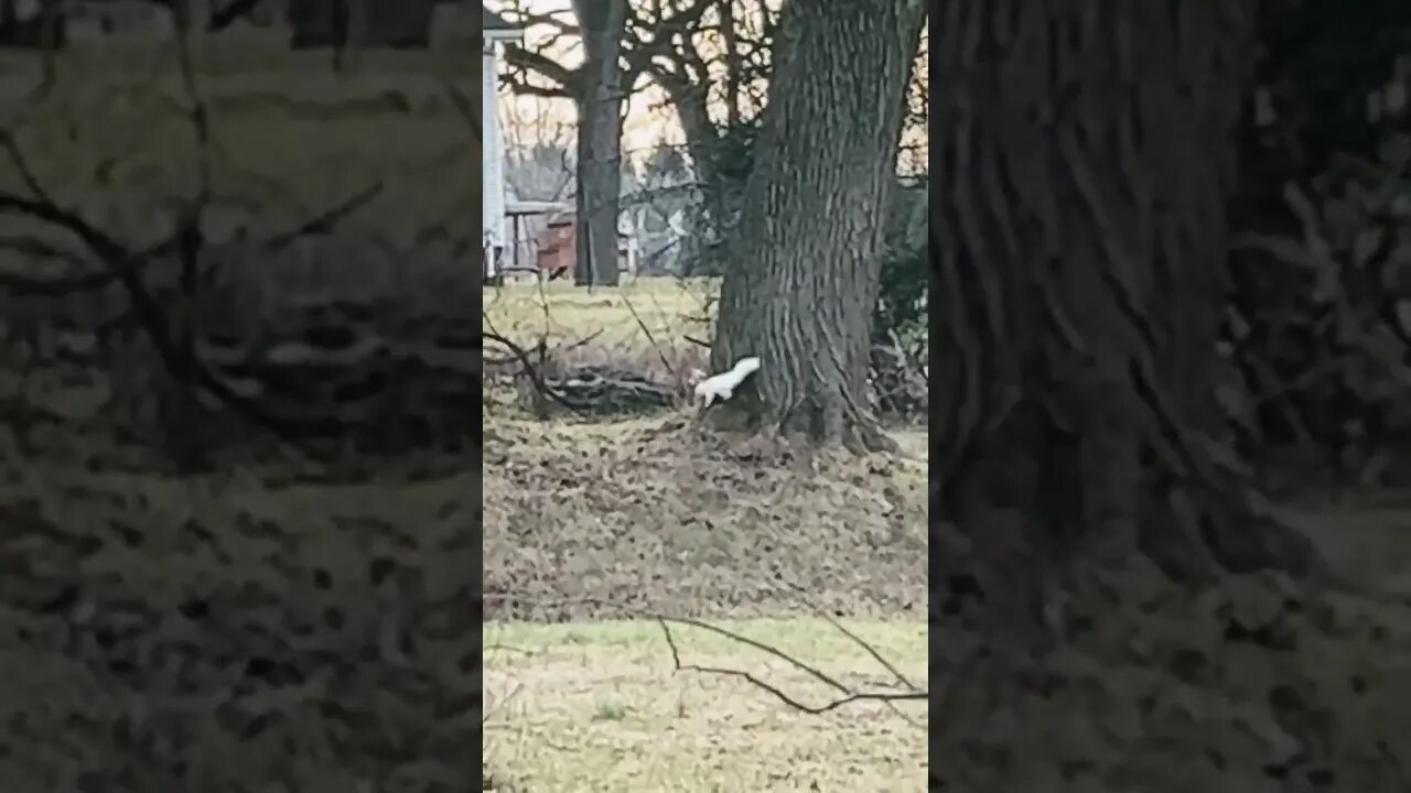 White Squirrel albino